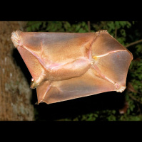 Colugos, A Flying Lemur