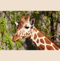Episode 56: Stick Your Neck Out For, Giraffes