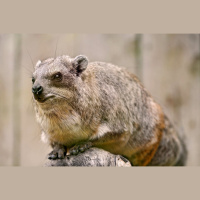 Hyrax Can Sing