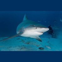 Episode 287: Beguiled by Bull Sharks