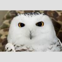 Episode 129: Silent Snowy Owls