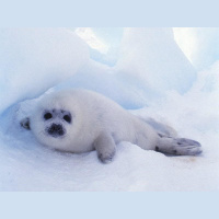 Freshwater Baikal Seal