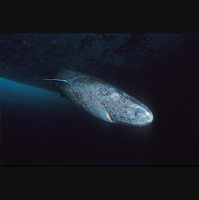 Greenland Sharks Defy Nature