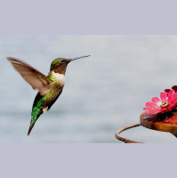 Hummingbirds Do Hover