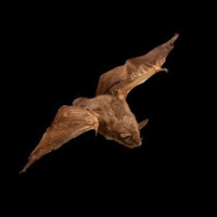Episode 187: New Zealands short-tailed bats