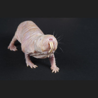 Wowed by Naked Mole Rats