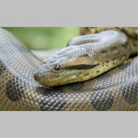 Episode 296: The Gigantic Green Anaconda