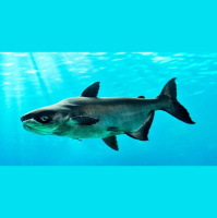 Episode 332: Monster Mekong Giant Catfish