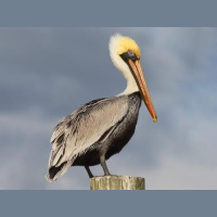 Episode 291: Pouch of Pelicans