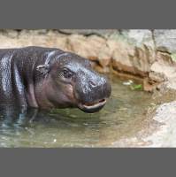Episode 265: Precious Pygmy Hippos