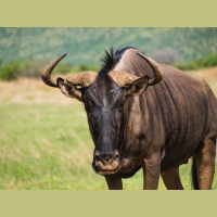 Episode 266: Mass Migration of the Wildebeest