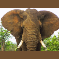 Episode 122: Awed by African Elephants