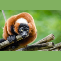 Episode 128: Red Ruffed Lemurs Fading Fast
