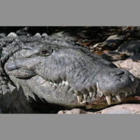 Episode 365: Sizing Up the Saltwater Crocodile