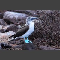 Episode 298: Bemused by the Blue-Footed Booby