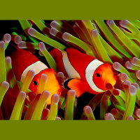 Saving Nemo, aka the Clownfish