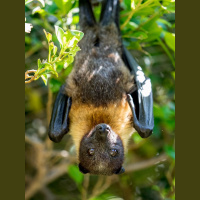 Episode 132: Release the Flying Fox