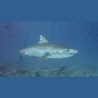 Episode 162: Understanding Tiger Sharks