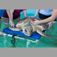 Episode 344: Healing Sea Turtles