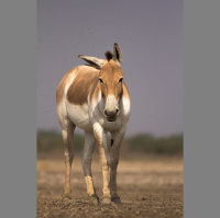 Ancient Asiatic Wild Asses