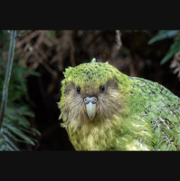 Episode 279: Keen on Kākāpō