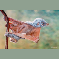Episode 278: Fanciful Flying Lemurs, aka Colugos