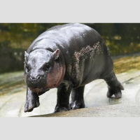 Pygmy Hippo: Moo Dengs Origins