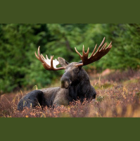 Episode 356: Massive Moose Returns
