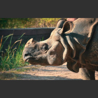 Indian Rhinos Revival