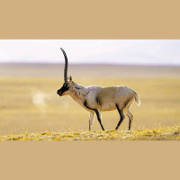 Traveling with Tibetan Antelope