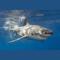 Episode 341: Great White Sharks Return