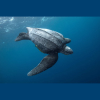 Episode 345: Leatherback Sea Turtles Encore