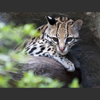 Alluring Ocelots