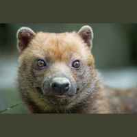 Episode 292: Bush Dogs Delight