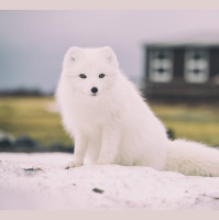 Arctic Foxes Rewind