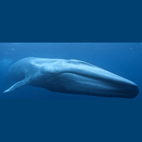 Episode 306: Behemoths of the Sea, Blue Whales