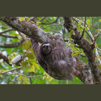 Episode 181: Simply Splendid Sloths