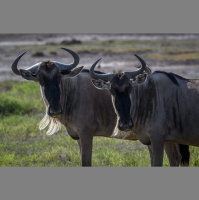 Its a Gnu Year