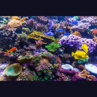 Episode 176: Colossal Coral Podcast