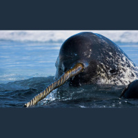 Episode 64: Narwhals, Unicorns of the Sea