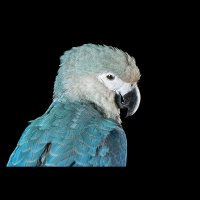 Episode 308: Spixs Macaw Coming Back
