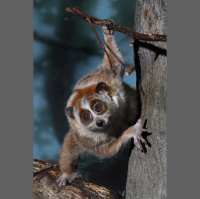 Episode 307: Surprisingly Venomous Slow Loris
