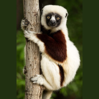 Sifakas Slipping Away