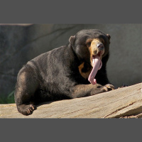 Episode 160: Sun Bears Barely Surviving