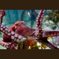 Episode 352: Giant Pacific Octopus Astounds