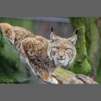 Episode 257: The Elegant Eurasian Lynx