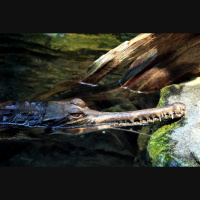 Episode 318: Almost Gone, the Gharials