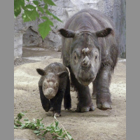 Episode 55: Sumatran Rhino Conservation w/Dr. Barney Long