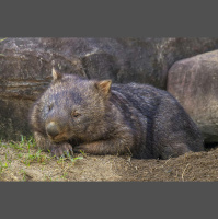 Episode 255: Wisdom of Wombats