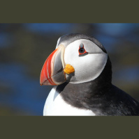 Puffins, Clowns of the Sea